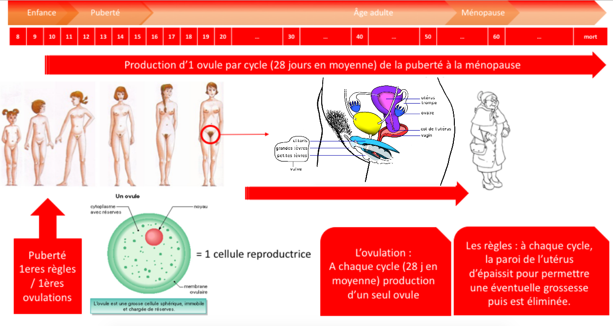 Chapitre 6 : Reproduction Humaine Et Sexualité