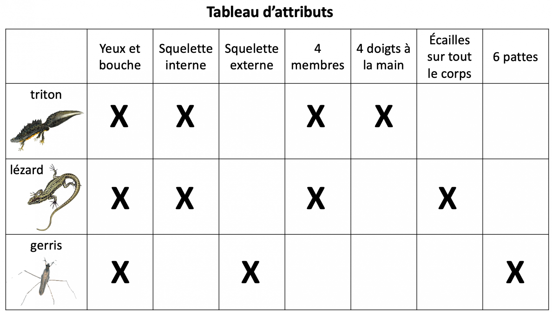 Activité 2 Lire Et Construire La Classification Scientifique